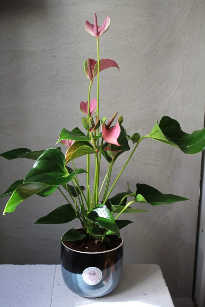 Pembe Anthorium Bitkisi - Görsel 2