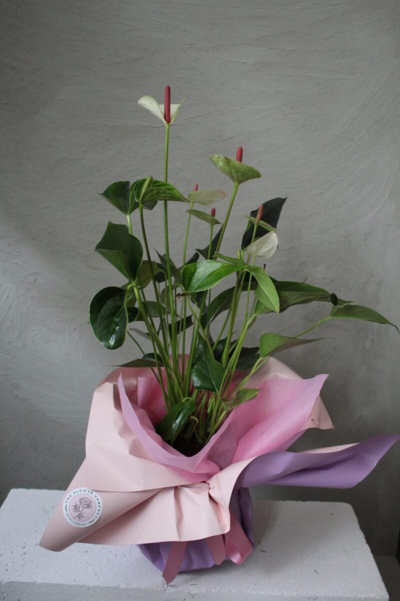 Pembe Anthorium Bitkisi - Görsel 3