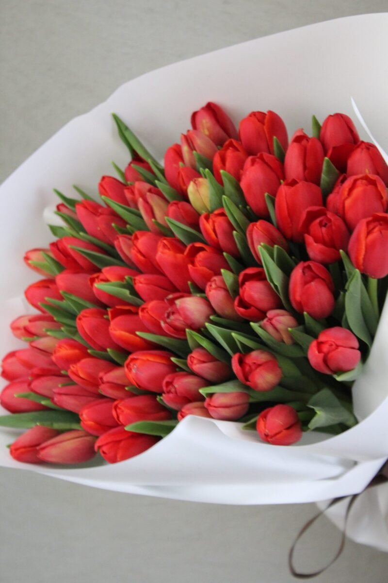 Red Tulips ❤️